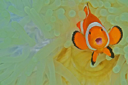 A Clownfish looking like its just been busted for doing s... by Steve De Neef 